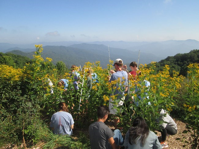 Group of students in an ozone garden A group of students inspecting the leaves of tall plants with yellow flowers on a clear day.