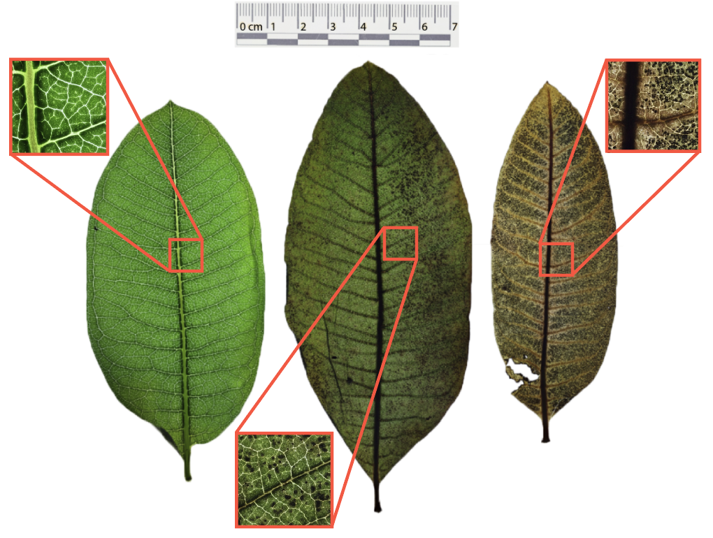 Comparison of a healthy, green leaf, with leaves that exhibits signs of ozone damage in the form of black spots.