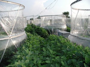 Ozone open-top fumigation chambers used to study effects of ozone on vegetation.