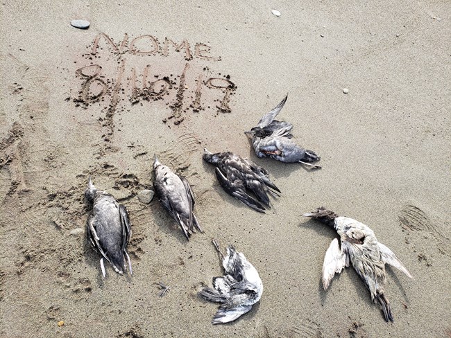Dead seabirds on the beach.