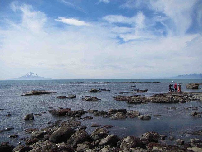 Rocky Intertidal small