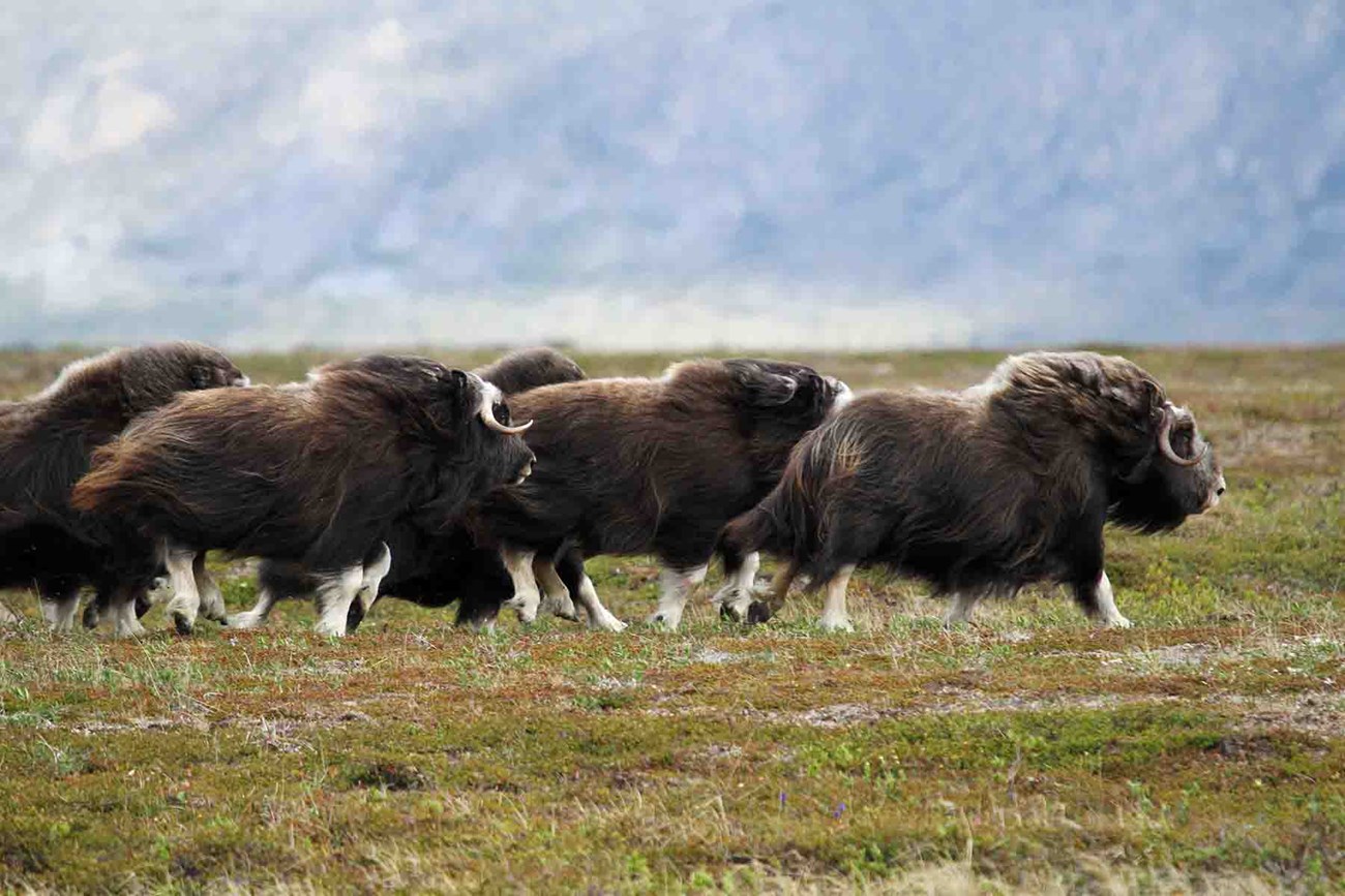 Muskoxen run across the tundra.