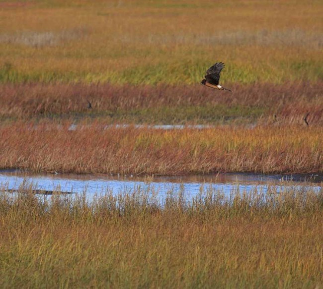 Salt Marsh