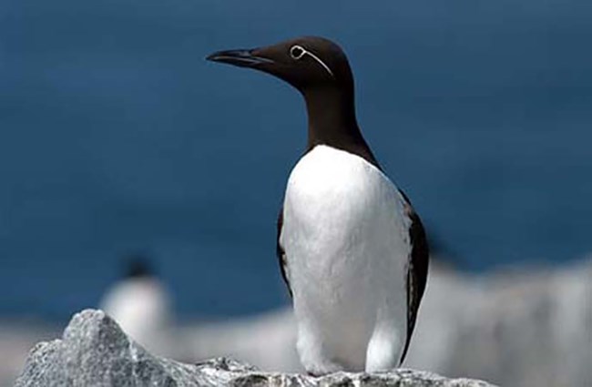 Common Murre