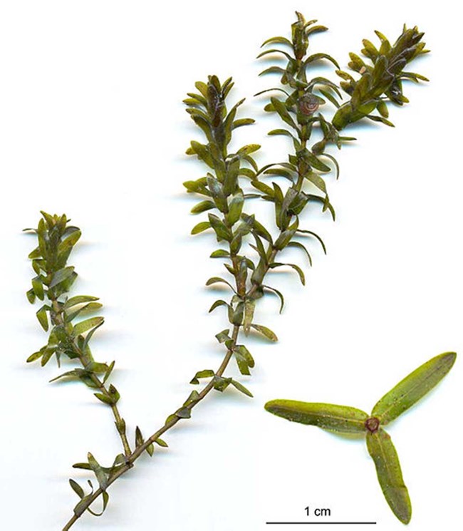 Elodea identification photo