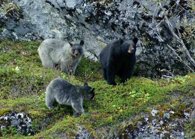 The glacier bear has grey-blue coloring to blend in with glacial scree.