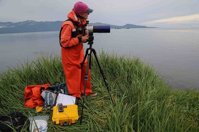 Researcher observing sea otters