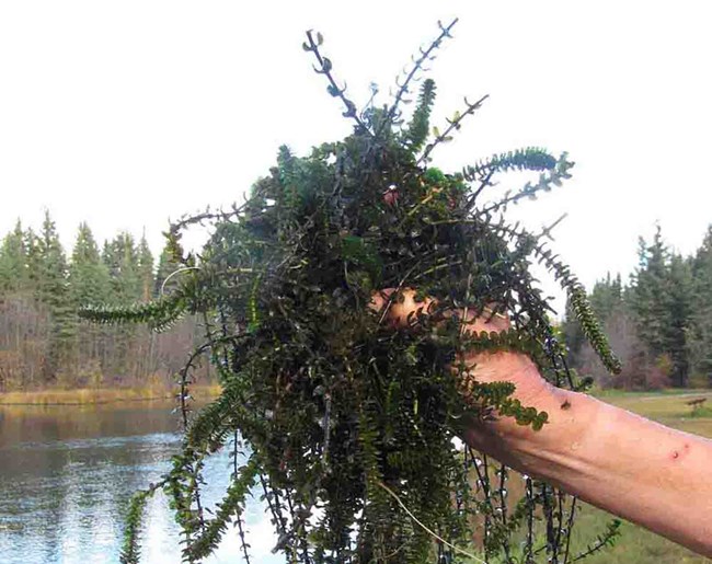 A handful of Elodea is pulled from a lake
