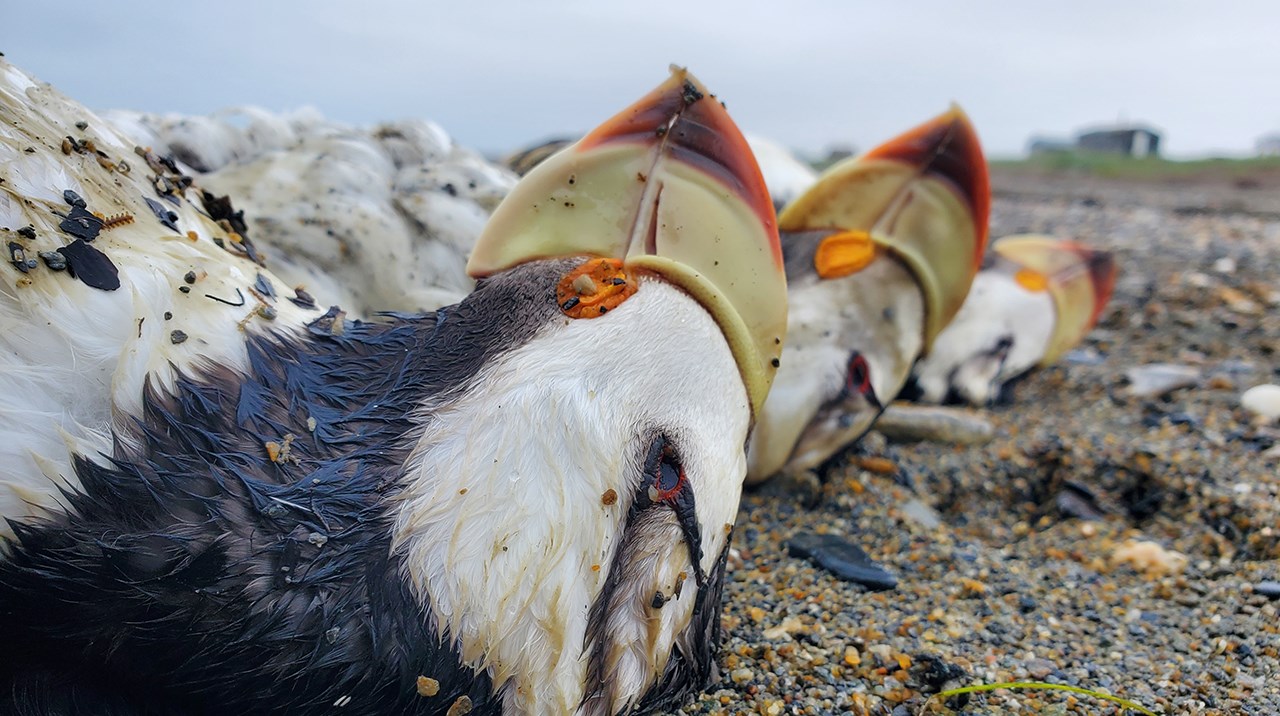 A close image of three Horned Puffin Carcasses lying in the sand on a beach near Nome, Alaska.