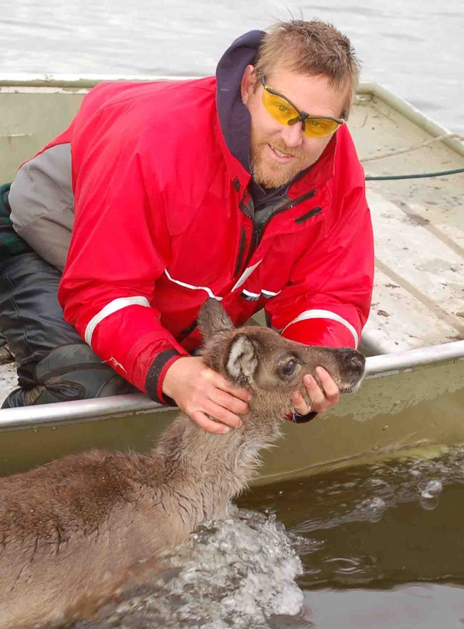 Researcher, Kyle Joly, holds a young caribou Researcher, Kyle Joly, holds a young caribou
