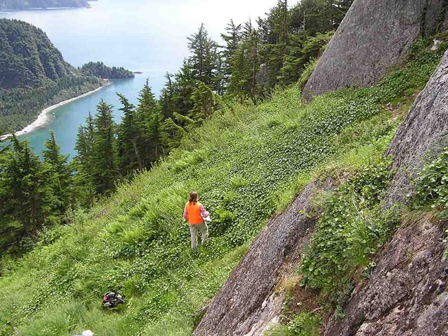 A hiker along a vegetated slope overlooking a fjord.