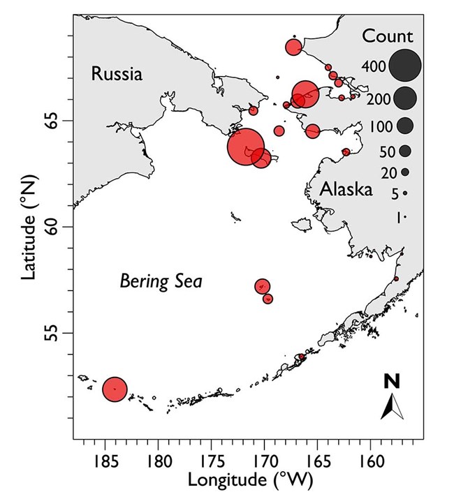 A map showing the density and distribution of the seabird die off in the Chukchi and Bering seas.