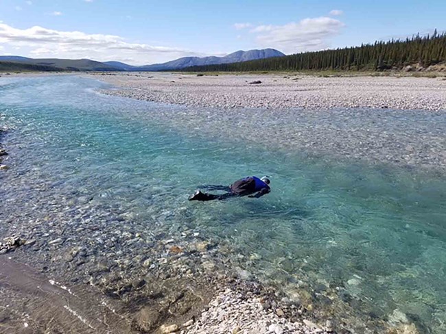 A diver in an Arctic stream.