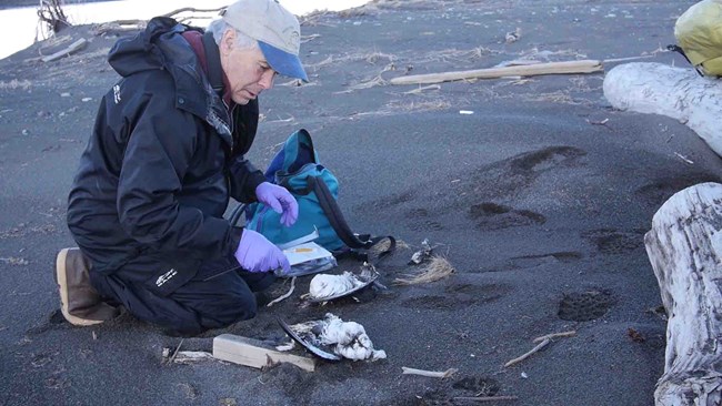 Murre die off A researcher examines dead murre carcass