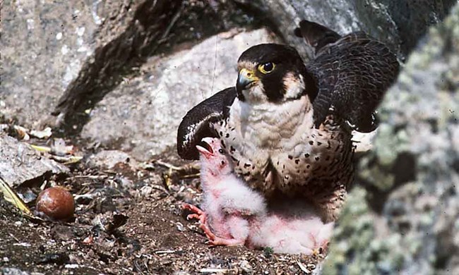 Peregrine Falcon with chick