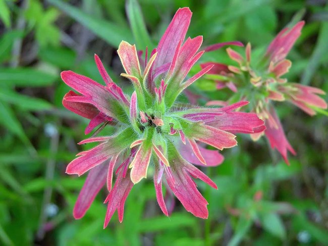 Indian paintbrush flower