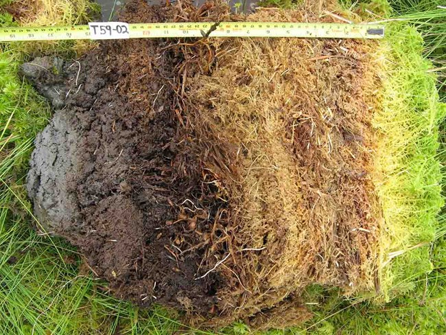 A soil core from Kobuk Valley National Park.