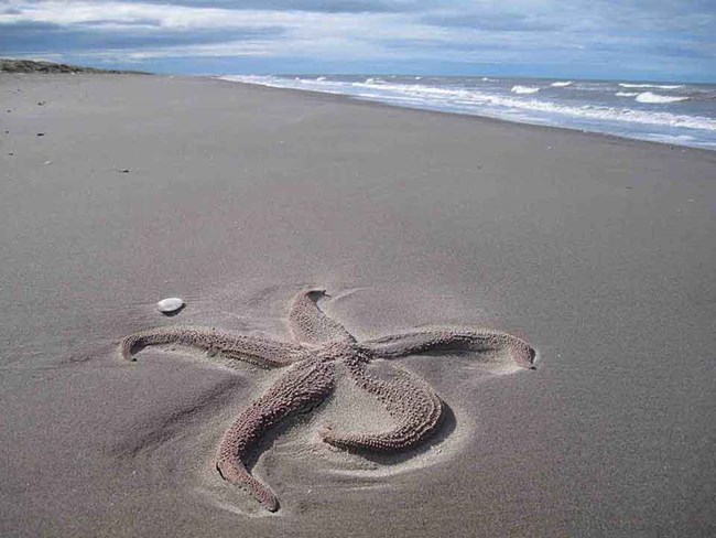 beach and starfish