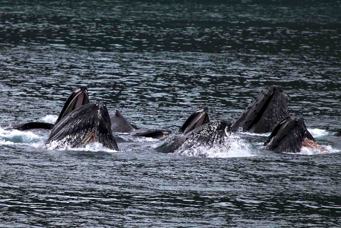 A pod of humpback whales bubble net feeding.