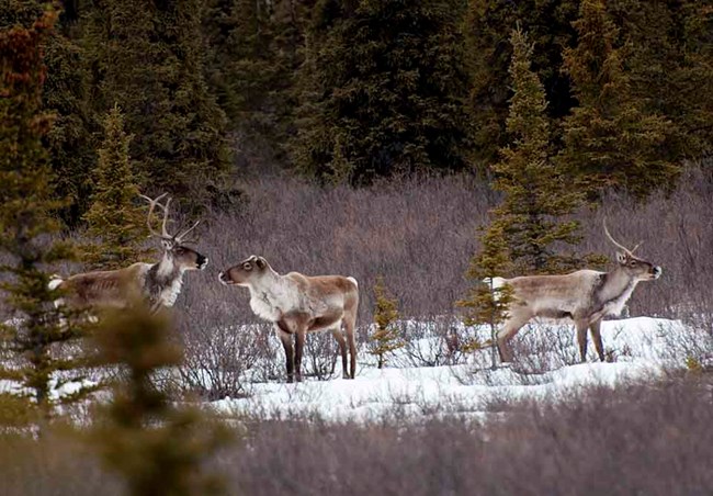 A group of caribou in the boreal forest.
