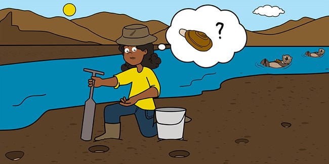 A cartoon of a girl collecting clams on the beach with sea otters in the background.