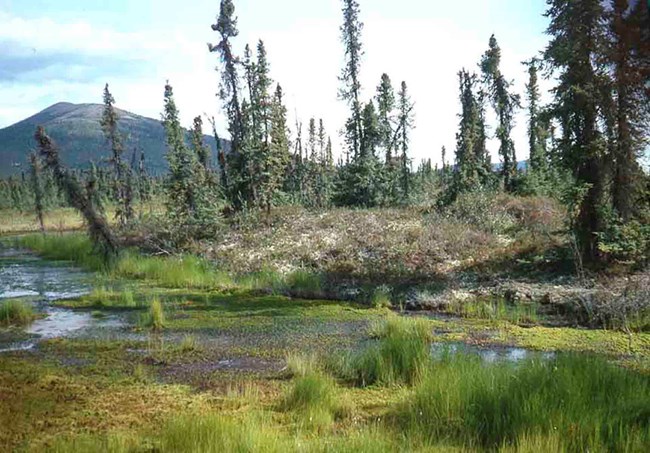 tipsy forest Permafrost thaw creates slumps that make trees fall over.