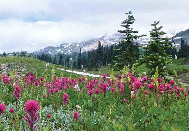 Nature - Alaska Nature and Science National Park