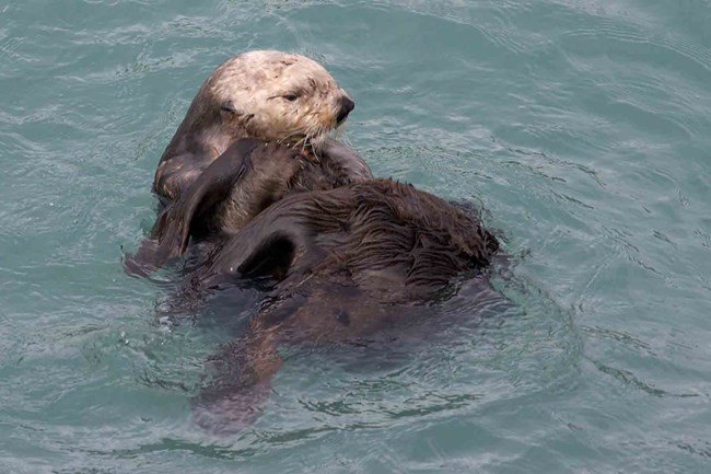 sea otter in Kenai Fjords