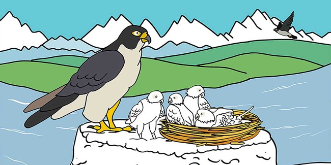 A cartoon of a peregrine falcon on the nest.