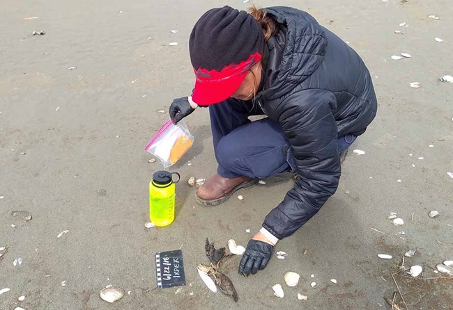 seabird dieoff A researcher documents the carcass of a seabird on the beach.