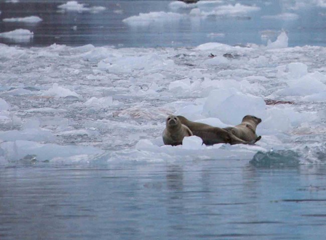 seals on ice