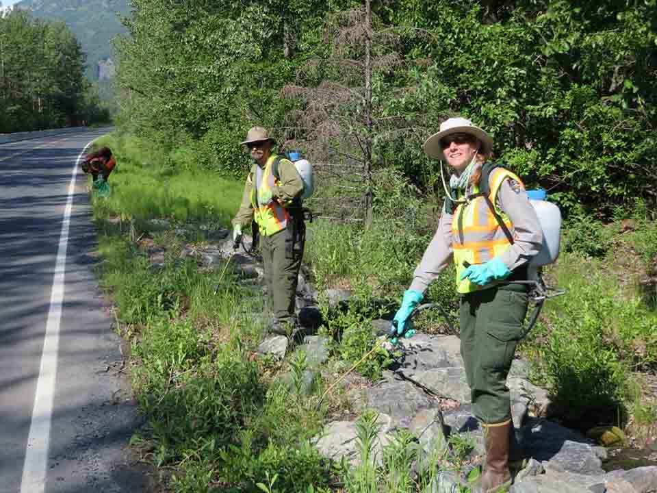 weed treatment The EPMT in Alaska spraying dandelions