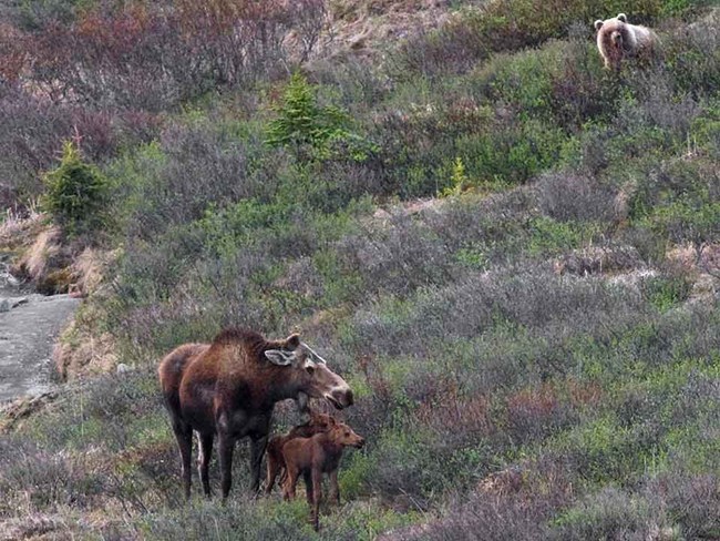 A cow moose and her calf are watched by a grizzly bear.