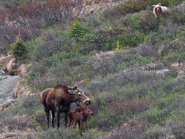 moose family with a visitor A cow moose and her calf are watched by a grizzly bear.