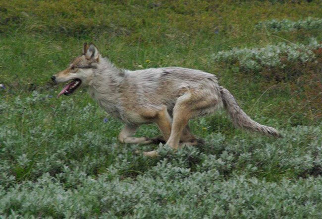 A wolf running through a meadow