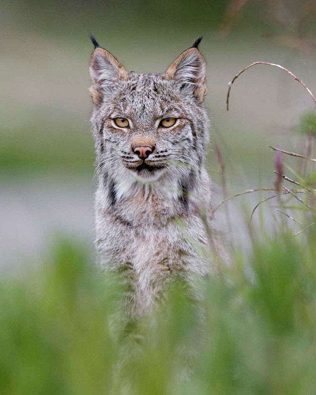 Lynx in Denali looks through the grass