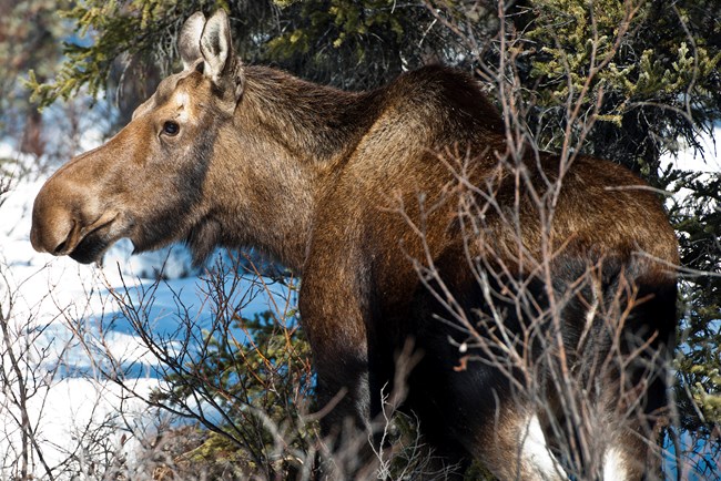 Moose in foliage