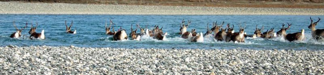 Caribou swimming across a river.