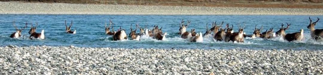 Caribou herd Caribou swimming across a river.