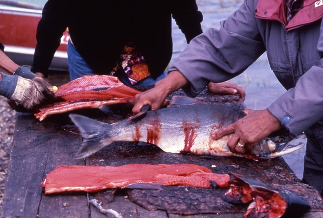 Man butchering salmon