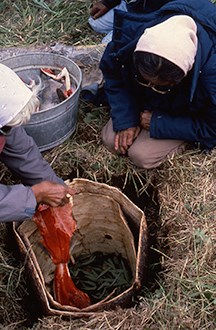 Two Alaska Natives placing prepared salmon in a fish cache.