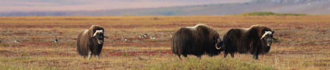 A group of muskox grazing in a meadow.