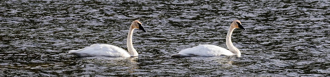 A pair of white, trumpeter swans resting in water