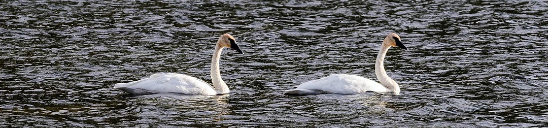 Swans A pair of white, trumpeter swans resting in water