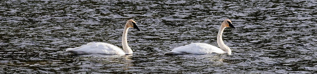 Swans A pair of white, trumpeter swans resting in water