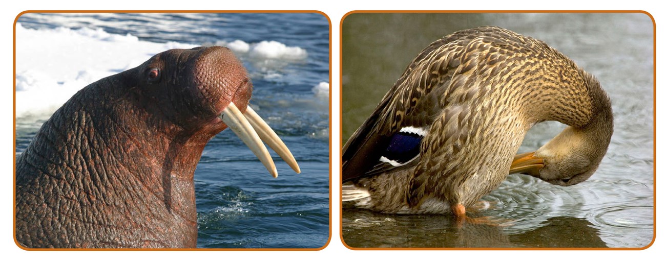 A photo montage of a walrus and mallard duck