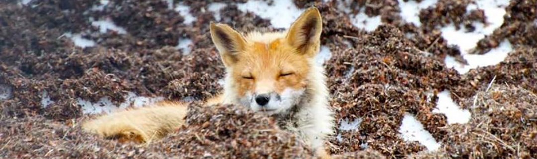 A sleep red fox rests in a rocky hillside.