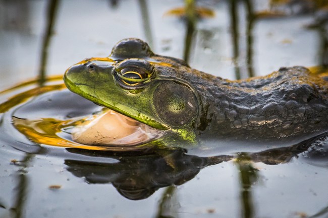 a close up image of a frog in water with its mouth open