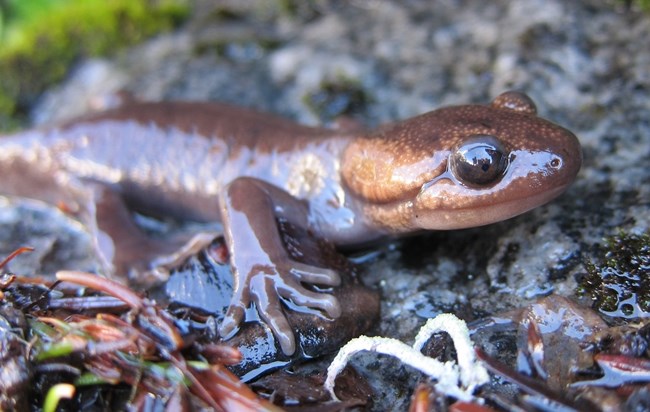 a close up image of a brown northwestern salamander with moist skin