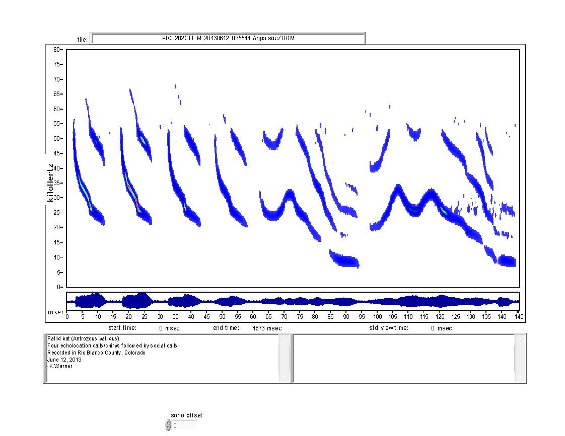 Spectrogram of pallid bat social call